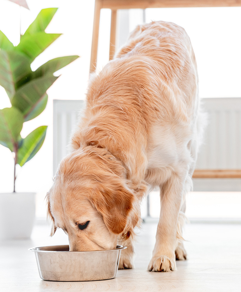 Hundefutter mit hoher Qualität