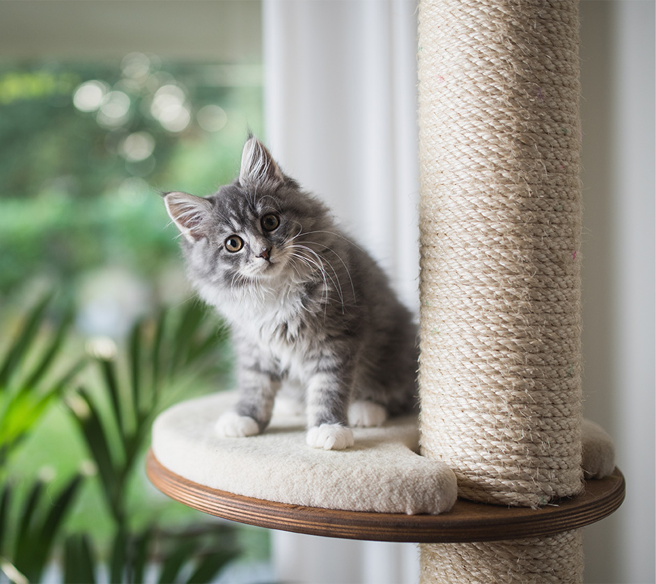 Norwegische Waldkatze auf Kratzbaum